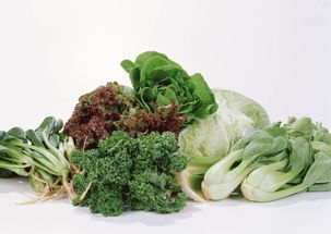 蔬菜蔬果食物绿色食品餐饮菜叶青菜